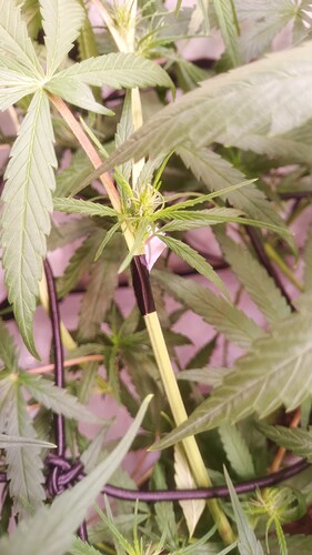 Growreport Bild 16