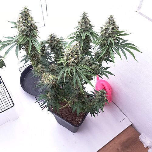 Growreport Bild 13