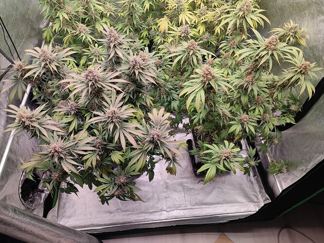Growreport Bild 14