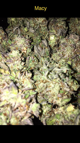 Growreport Bild 4