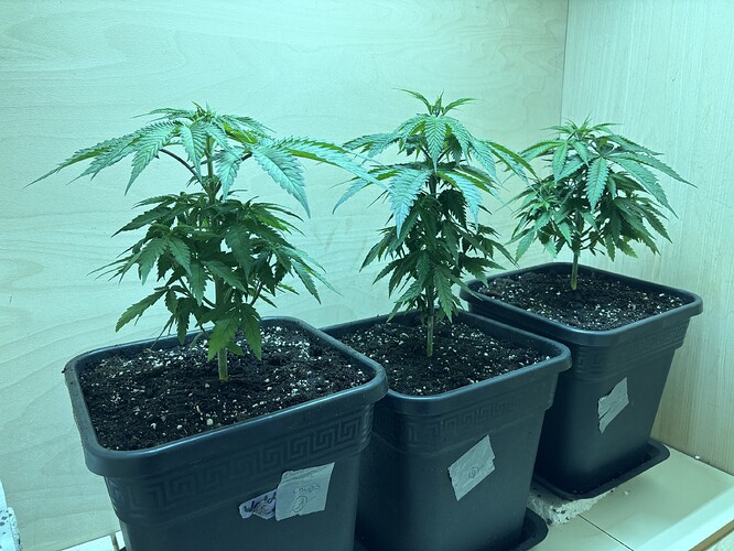 Growreport Bild 6