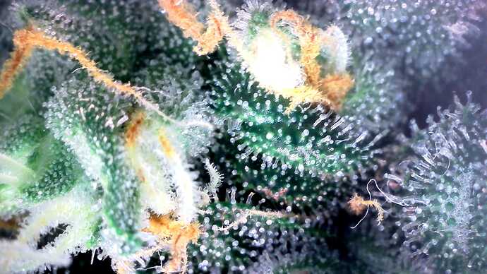 Growreport Bild 29