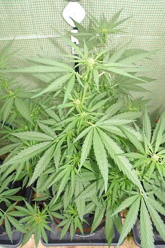 Growreport Bild 3