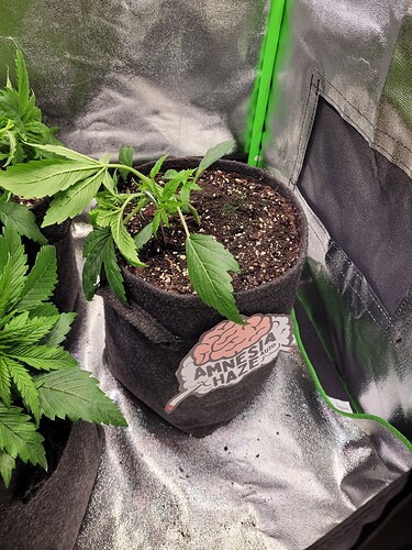 Growreport Bild 22
