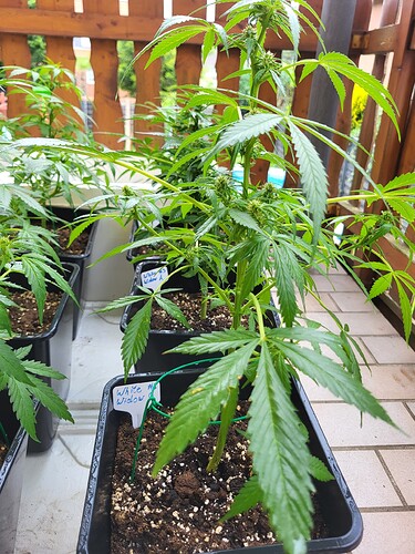 Growreport Bild 16