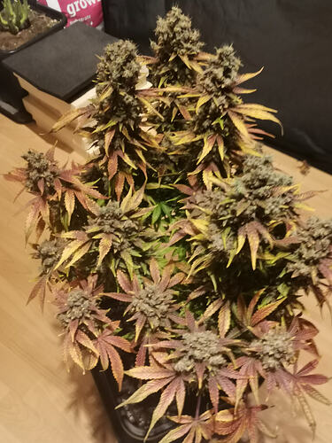 Growreport Bild 3