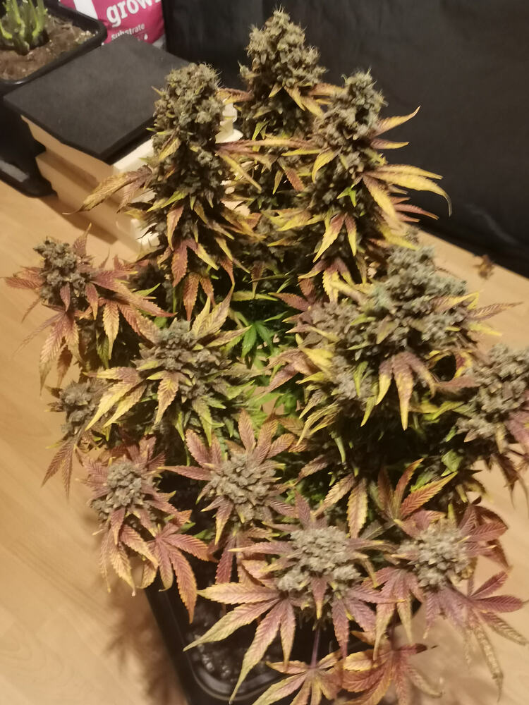 2ter Indoor Grow mit Barneys Farm. Shargal gibt wieder G(r)as - BT 90, noch 1 Banana Punch in voller Pracht