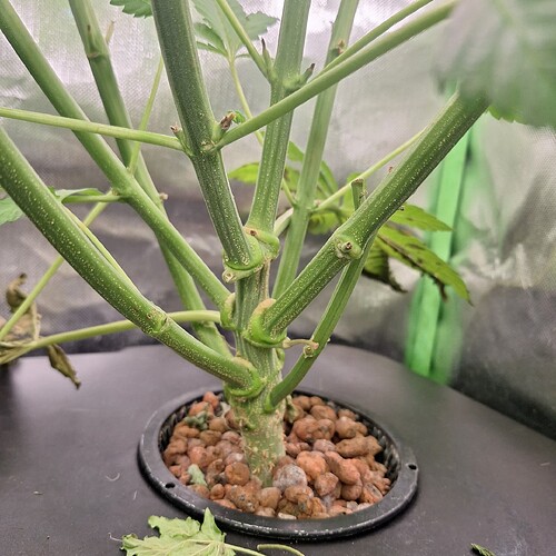 Nahaufnahme des Stiels einer Cannabispflanze mit mehreren Verzweigungen und Tonkügelchen im Wurzelbereich.