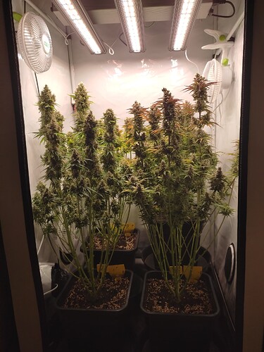 Growreport Bild 34