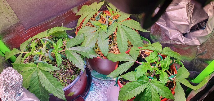 Growreport Bild 4