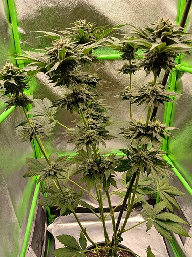 Growreport Bild 8