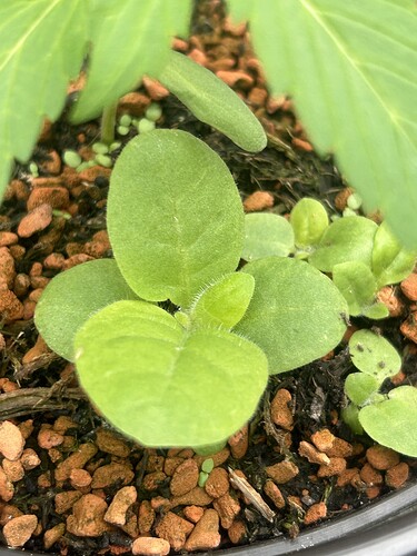 Growreport Bild 20