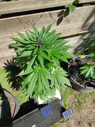 Growreport Bild 19