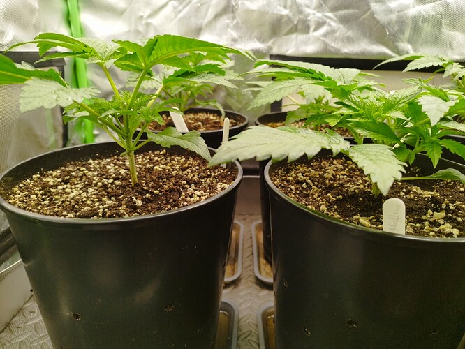 Growreport Bild 4