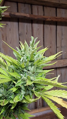 Growreport Bild 5