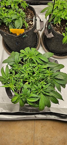 Growreport Bild 5