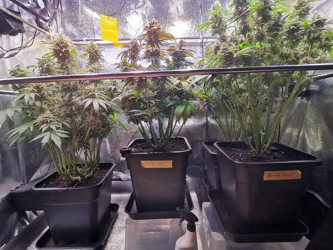 Growreport Bild 3