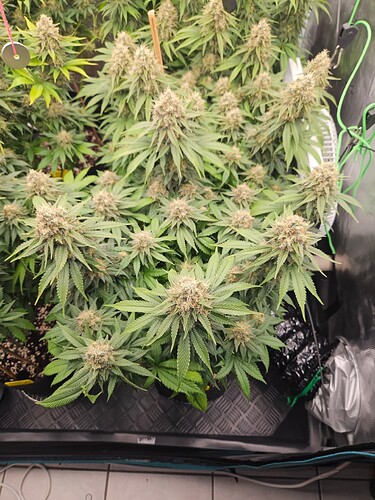 Growreport Bild 24