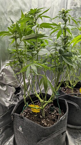 Growreport Bild 15