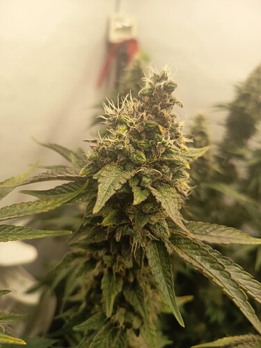 Growreport Bild 51