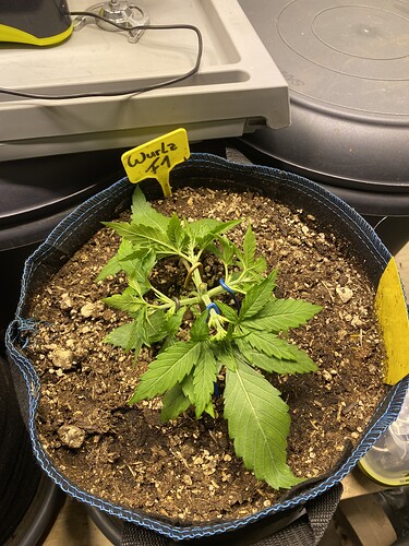Growreport Bild 9