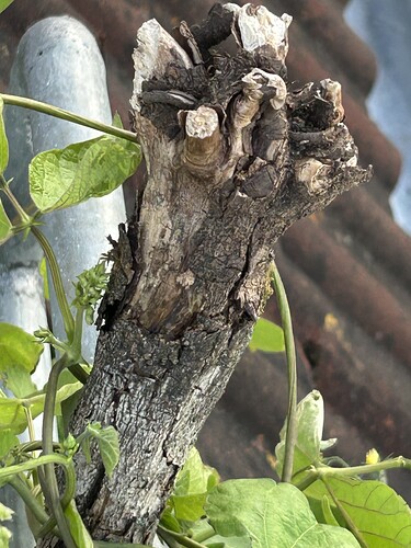 Growreport Bild 6