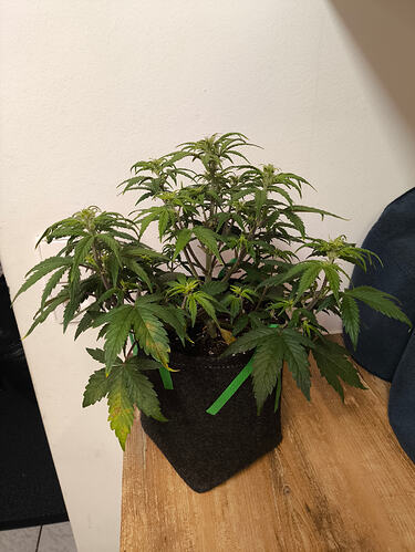 Growreport Bild 2