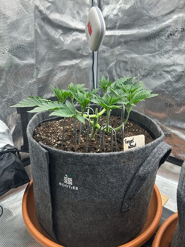 Growreport Bild 17