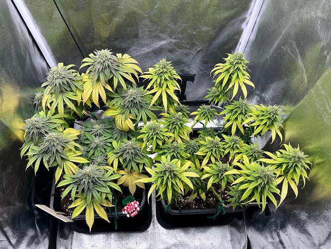 Growreport Bild 36