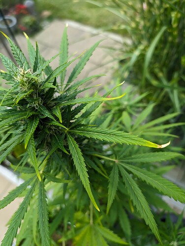 PXL_20240614_094406499