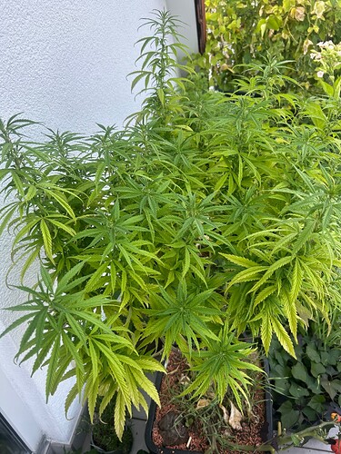 Growreport Bild 88