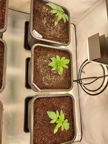 Growreport Bild 1