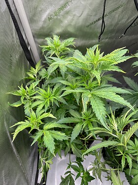 Growreport Bild 30