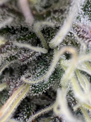 Growreport Bild 11