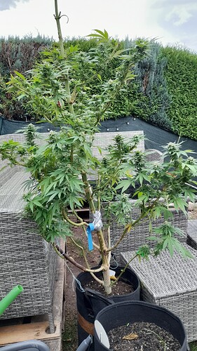 Growreport Bild 9