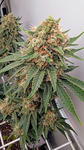 Growreport Bild 10