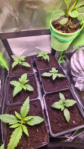 Growreport Bild 21