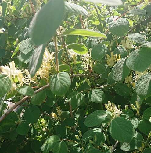 Growreport Bild 51
