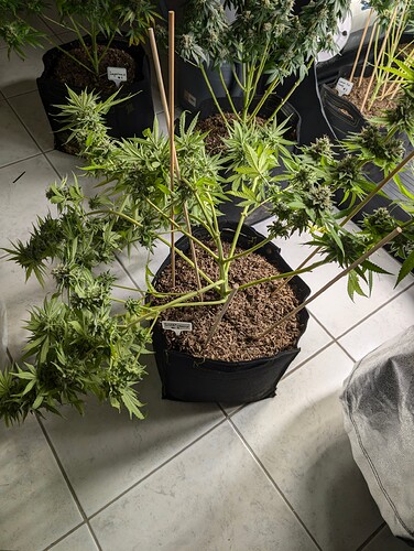 Growreport Bild 16