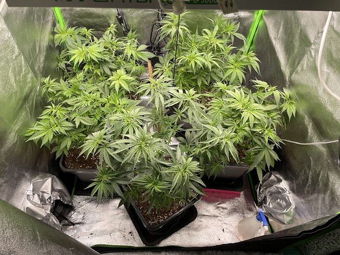 Growreport Bild 5