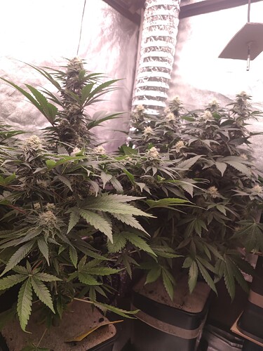 Growreport Bild 80