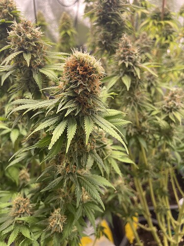 Growreport Bild 9