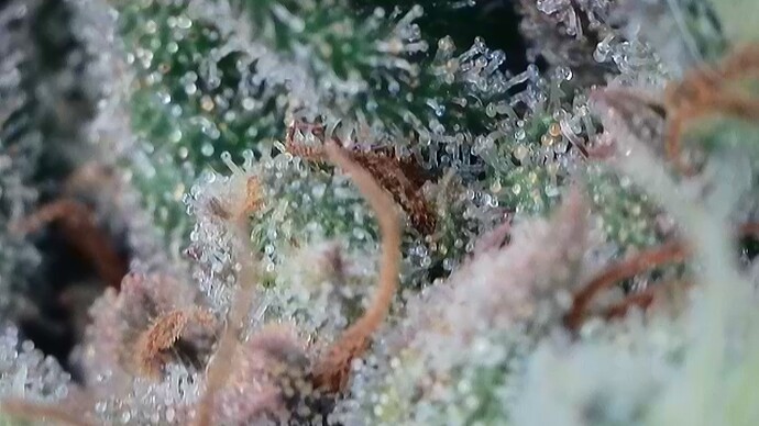 Growreport Bild 2