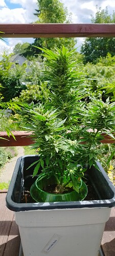 Growreport Bild 1