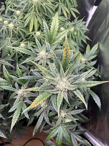 Growreport Bild 4