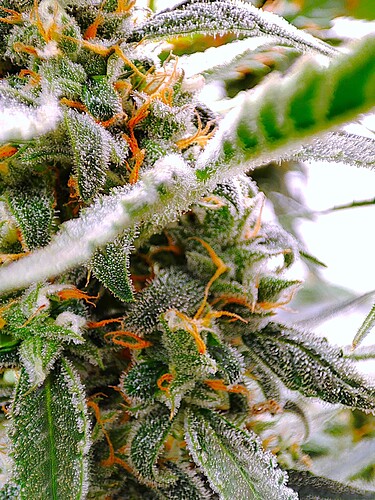 Growreport Bild 24