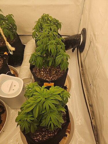 Growreport Bild 32
