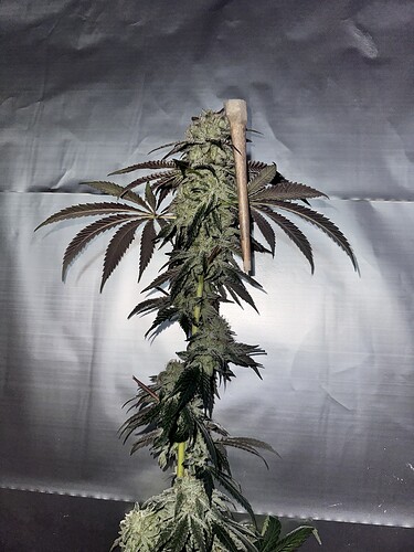 Growreport Bild 24