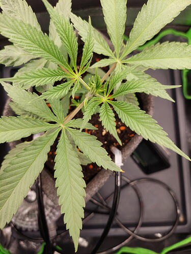 Growreport Bild 3