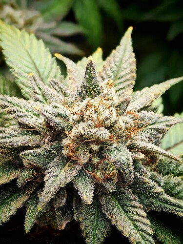 Growreport Bild 14